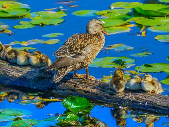 Photographic Print, , large