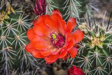 Hedgehog cactus, Botanical Park, Albuquerque, New Mexico.-William Perry-Framed Photographic Print