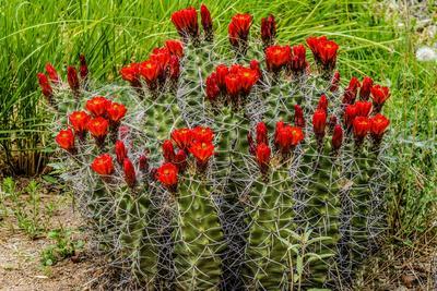 Hedgehog cactus, Botanical Park, Albuquerque, New Mexico.