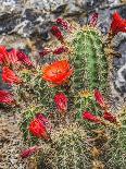Hedgehog cactus, Botanical Park, Albuquerque, New Mexico.-William Perry-Framed Stretched Canvas