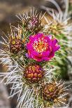 Prickly pear cactus blooming, Petrified Forest National Park, Arizona-William Perry-Framed Stretched Canvas