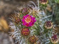 Prickly pear cactus blooming, Petrified Forest National Park, Arizona-William Perry-Photographic Print