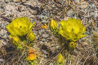 Prickly pear cactus blooming, Petrified Forest National Park, Arizona