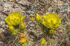 Prickly pear cactus blooming, Petrified Forest National Park, Arizona-William Perry-Photographic Print