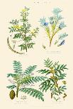 Vegetable Poisons. Common Hemlock, Henbane, Strong Scented Lettuce, Meadow Saffron-William Rhind-Art Print