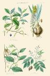 Vegetable Poisons. Common Hemlock, Henbane, Strong Scented Lettuce, Meadow Saffron-William Rhind-Art Print