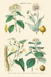 Gum Plants. Gum Arabic, Tragacanth, Olibanum, Mastic-William Rhind-Art Print