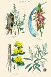 Medicinal Plants. Rhubarb, Aloe, Gentian, Cajeput-William Rhind-Framed Art Print