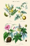 Medicinal Plants. Opium Poppy, Peruvian Bark, Scammony, Nux Vomica-William Rhind-Art Print