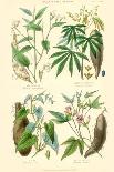 Medicinal Plants. Senna, Colocynth, Jalap, Castor Oil-William Rhind-Art Print