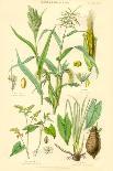 Vegetable Poisons. Common Hemlock, Henbane, Strong Scented Lettuce, Meadow Saffron-William Rhind-Art Print