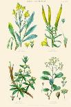 Plants Used in Dyeing. Woad, Weld, Madder, Sumach-William Rhind-Art Print