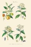 Medicinal Plants. Senna, Colocynth, Jalap, Castor Oil-William Rhind-Art Print