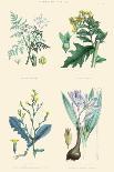 Plants Used as Food. Arrow Root, Cassava, Yam, Sweet Potato-William Rhind-Art Print