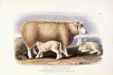 The Cotswold Breed, Ewe, 8 Years Old, 1840-1842-William Shiels-Stretched Canvas