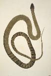 Pedda Poda. A., from an Account of Indian Serpents Collected on the Coast of Coromandel, Pub. 1796-William Skelton-Giclee Print