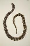 Bungarum Pamah, from an Account of Indian Serpents Collected on the Coast of Coromandel, Pub. 1796-William Skelton-Giclee Print