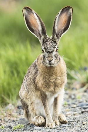 Black-tailed jackrabbit, Malheur National Wildlife Refuge, Oregon