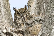 Great horned owl with fledglings, Malheur National Wildlife Refuge, Oregon.-William Sutton-Photographic Print