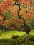 Japanese Maple at the Portland Japanese Garden, Oregon, USA-William Sutton-Photographic Print