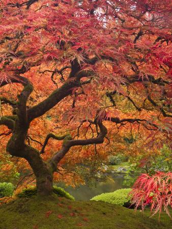 Japanese Maple, Portland Japanese Garden, Oregon, USA
