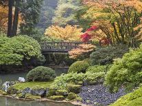Japanese Maple at the Portland Japanese Garden, Oregon, USA-William Sutton-Photographic Print