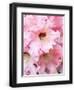 Chelsea Black