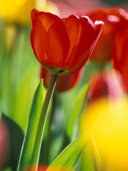 Premium Photographic Print, , large
