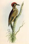 African Jacana, Actophilornis Africanus-William Swainson-Giclee Print
