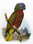 St Lucia Amazon Parrot-William T. Cooper-Giclee Print