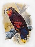 St Lucia Amazon Parrot-William T. Cooper-Mounted Giclee Print