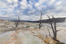 Travertine mineral terraces, Mammoth Hot Springs, Yellowstone National Park.-WILLIAM-Stretched Canvas