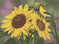 Goldfinch and Sunflowers-William Vanderdasson-Giclee Print