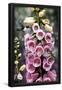 Essential Black