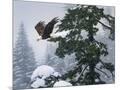 Wood Mount