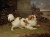 A Blenheim Spaniel, c.1820-30-William Webb-Framed Giclee Print