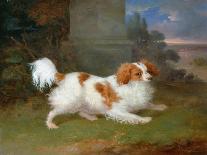 A Blenheim Spaniel, c.1820-30-William Webb-Stretched Canvas