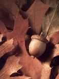 Autumn Acorns and Leaves-William Whitehurst-Mounted Photographic Print