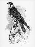 The Hobby, Illustration from 'A History of British Birds' by William Yarrell, First Published 1843-William Yarrell-Stretched Canvas
