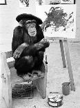 Artist Chimp 1955-Williams-Photographic Print