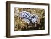 Willian's Chromodooris-Hal Beral-Framed Photographic Print