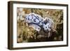 Willian's Chromodooris-Hal Beral-Framed Photographic Print