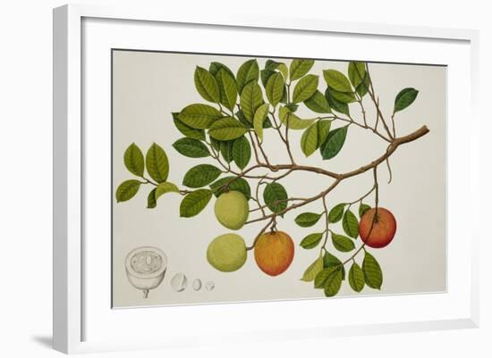 Willoughbeia-null-Framed Giclee Print