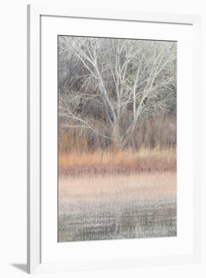 Willow and Cottonwoods in mornings soft light-Darrell Gulin-Framed Photographic Print