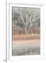 Willow and Cottonwoods in mornings soft light-Darrell Gulin-Framed Photographic Print