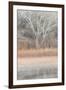 Willow and Cottonwoods in mornings soft light-Darrell Gulin-Framed Photographic Print