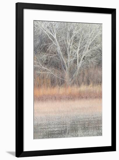 Willow and Cottonwoods in mornings soft light-Darrell Gulin-Framed Photographic Print