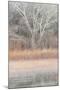 Willow and Cottonwoods in mornings soft light-Darrell Gulin-Mounted Photographic Print