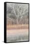 Willow and Cottonwoods in mornings soft light-Darrell Gulin-Framed Stretched Canvas