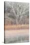 Willow and Cottonwoods in mornings soft light-Darrell Gulin-Stretched Canvas